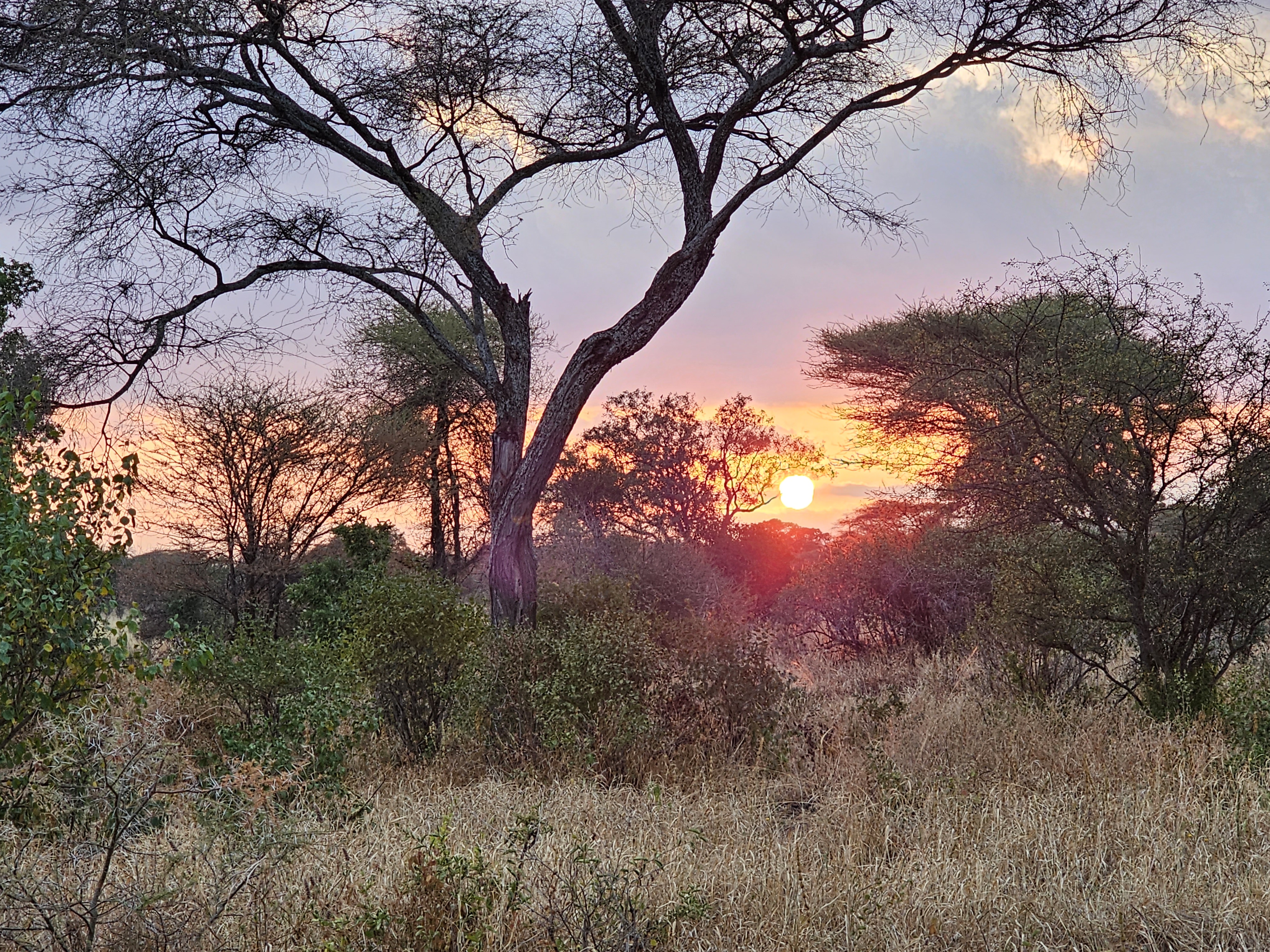 Safari_landing_page_image